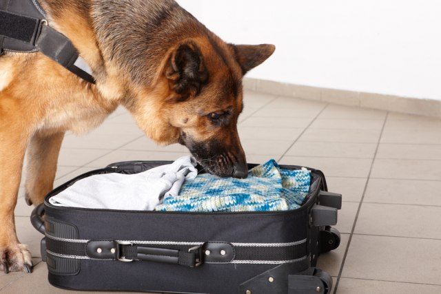 Finska na aerodromu raspoređuje pse koji otkrivaju koronavirus